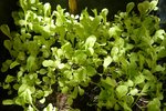 19-07-2010 frisée et grosse bouclée.jpg