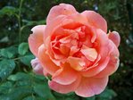 floraison été 2010 163.JPG
