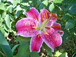 floraison été 2010 241.JPG
