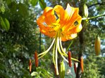 floraison été 2010 247.JPG