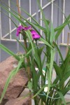 2008_05_22_15_15_54 (Small).JPG