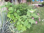 le rose dehors il ne va pas tarder à fleurir