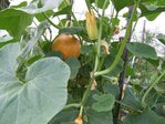 J'ai commencé à le pincer car il à envahi les melons, les aubergines et il continuait sa course.