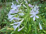 agapanthe
