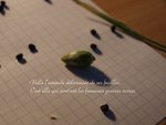 Voilà l'amande