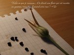 Ca c'est la tige que je ramasse...