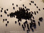 Et voilà les graines, j'en ai peut-être ramassé 500 !!