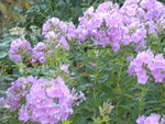 DSCN1303.JPG