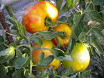 DSCN1290.JPG