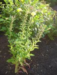 DSC09574.JPG