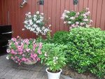 CIMG0207A.JPG