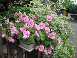 CIMG0285A.JPG