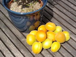 Ma première récolte d'abricots