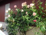 CIMG0291A.JPG
