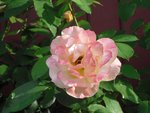CIMG0292A.JPG