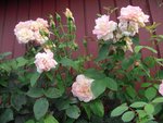 CIMG0293A.JPG