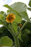Sommité de la plante (50 cm de haut). Une seule tige.