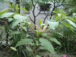 Plante 3.JPG