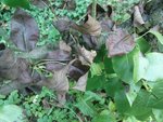 Poirier malade, feuilles brûlées
