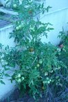 Mon plus beau pied de tomates avec pas mal de tomates mais les feuilles du bas commencent à noircir et ensuite à sécher...
