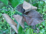DSC00489.JPG
