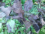 DSC00490.JPG