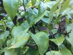 DSC00492.JPG