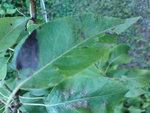 DSC00496.JPG