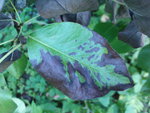 DSC00497.JPG
