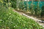 25-07-2010 (haricots et tomates).jpg