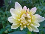 dahlia