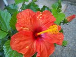 hibiscus