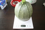 Ma 1ère courgette ronde spaghetti. Presque 2.300kg et elle était délicieuse !!!!