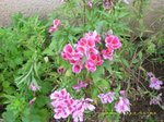 IMG_1108.JPG