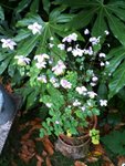 IMG_0034.jpg
