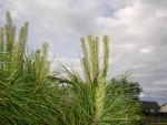 DSC05009.JPG