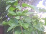 img0021a.jpg