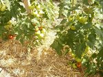 28-07-2010 Tomates sans traitement.jpg