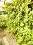 28-07-2010 (tomates sous abri).jpg