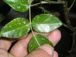 bonjour nouvelle sur le site, c est  la première année que j ai des rosiers mais l un deux a des taches sur les feuilles pouvez vous me conseiller pour l ai traiter cordialement sissiedu18