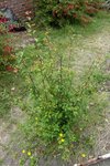 SDC14366.jpg