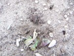 PICT0128.jpg