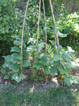 IMG_5387.JPG