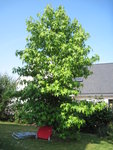 liquidambar