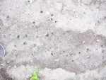 PICT0130.jpg