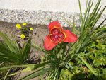 fleurs du jardin 23-7-10 007.jpg