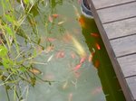 mes quelques poissons que je distingue à peine !!!
