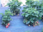 ce qui serais dommage pour mes fraises