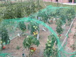 PICT0221.JPG