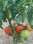PICT0222.JPG